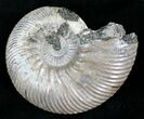 Gorgeous Quenstedticeras Ammonite Fossil #28035-2